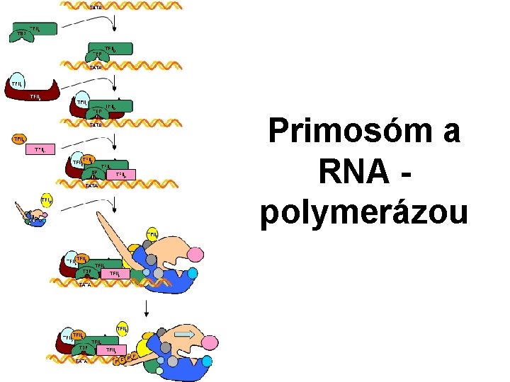 Primosóm a RNA polymerázou 