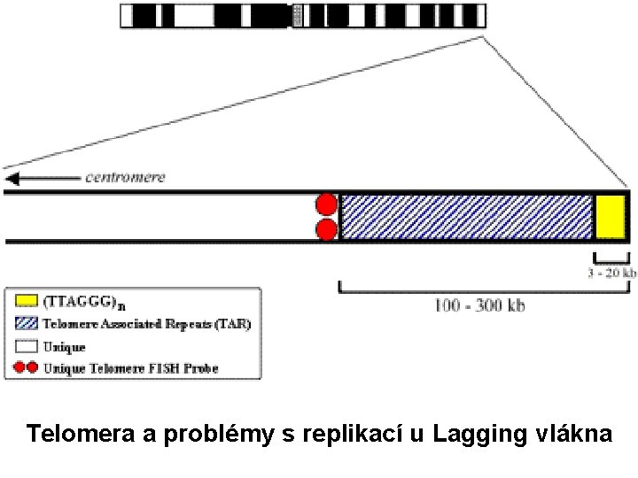 Telomera a problémy s replikací u Lagging vlákna 