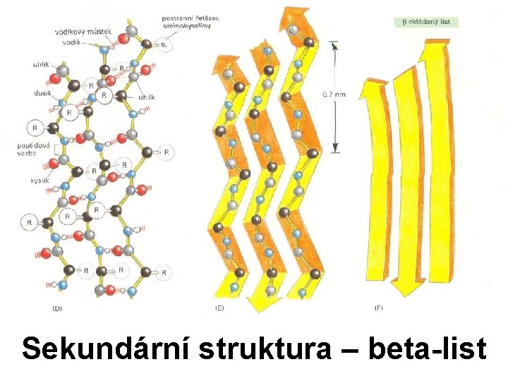 Sekundární struktura – beta-list 
