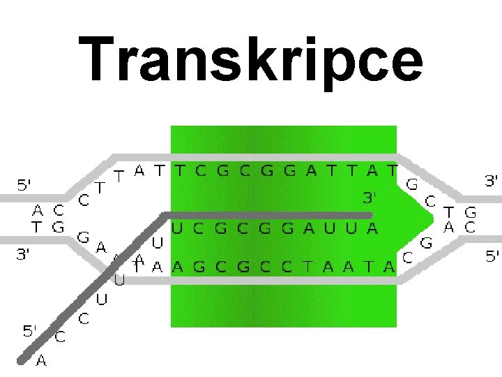 Transkripce 