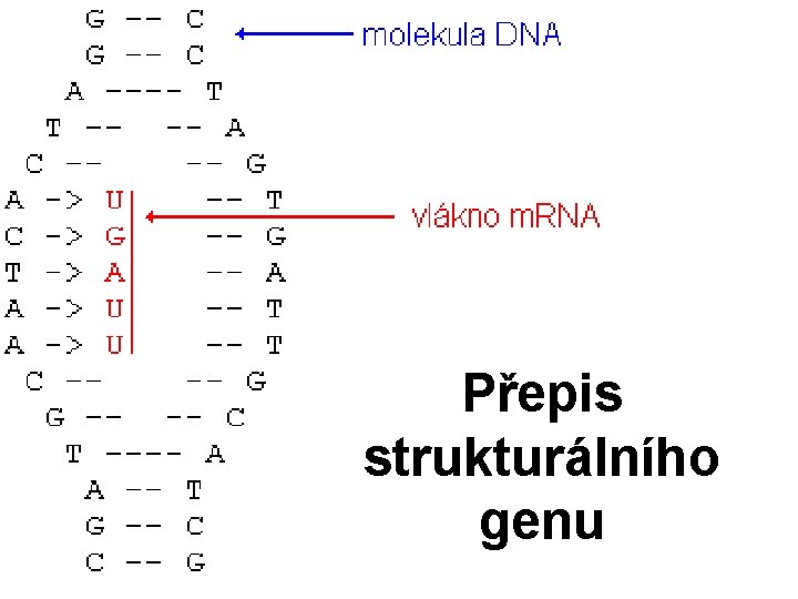 Přepis strukturálního genu 