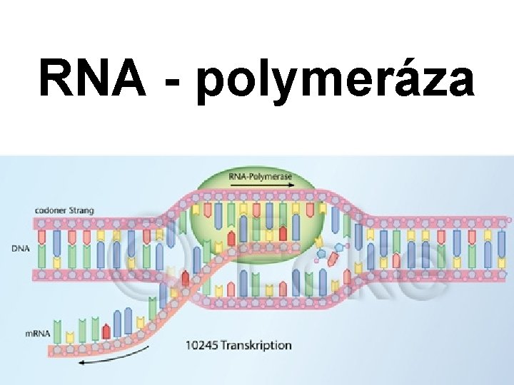 RNA - polymeráza 