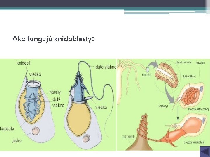 Ako fungujú knidoblasty: 