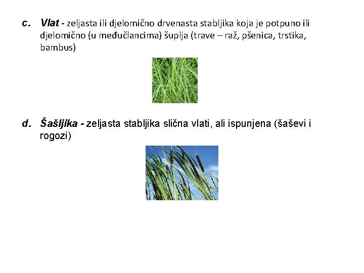 c. Vlat - zeljasta ili djelomično drvenasta stabljika koja je potpuno ili djelomično (u