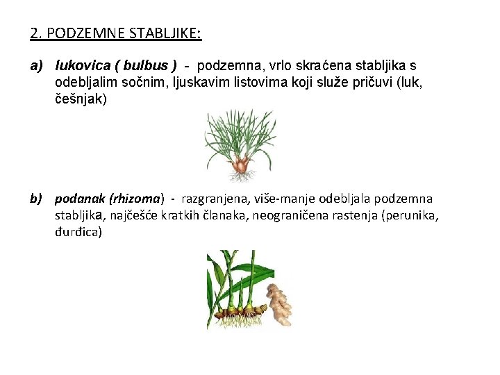 2. PODZEMNE STABLJIKE: a) lukovica ( bulbus ) - podzemna, vrlo skraćena stabljika s