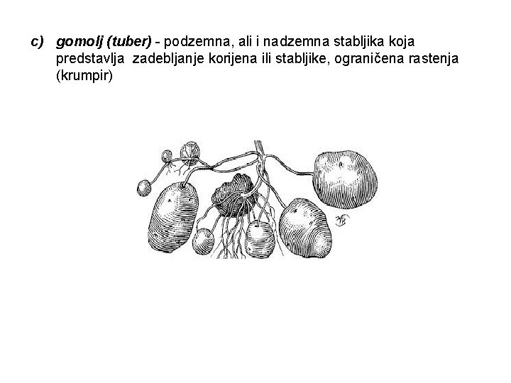 c) gomolj (tuber) - podzemna, ali i nadzemna stabljika koja predstavlja zadebljanje korijena ili