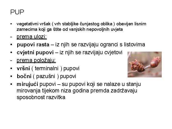 PUP • vegetativni vršak ( vrh stabljike čunjastog oblika ) obavijen lisnim zamecima koji