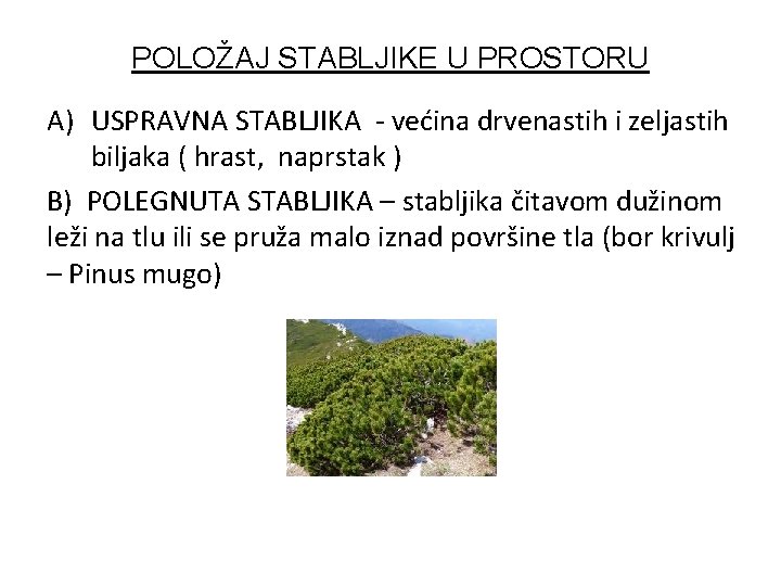 POLOŽAJ STABLJIKE U PROSTORU A) USPRAVNA STABLJIKA - većina drvenastih i zeljastih biljaka (