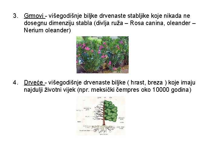 3. Grmovi - višegodišnje biljke drvenaste stabljike koje nikada ne dosegnu dimenziju stabla (divlja