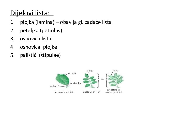 Dijelovi lista: 1. 2. 3. 4. 5. plojka (lamina) – obavlja gl. zadaće lista