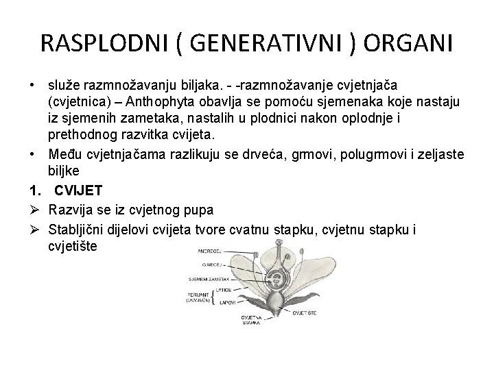 RASPLODNI ( GENERATIVNI ) ORGANI • služe razmnožavanju biljaka. - -razmnožavanje cvjetnjača (cvjetnica) –