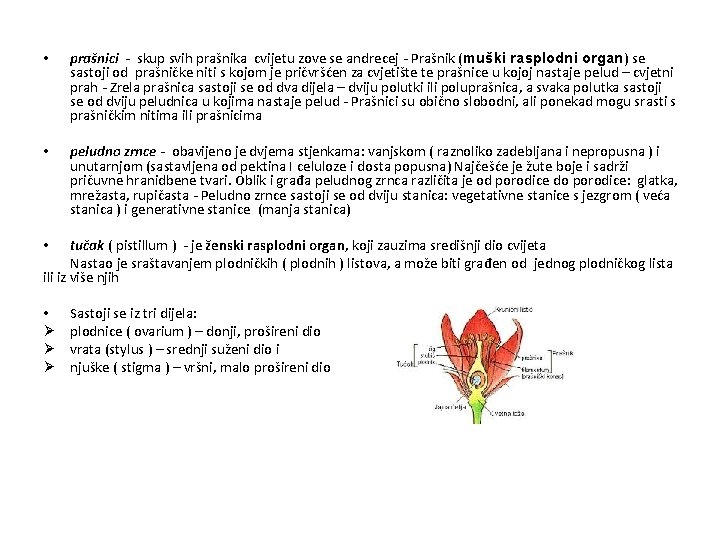  • prašnici - skup svih prašnika cvijetu zove se andrecej - Prašnik (muški