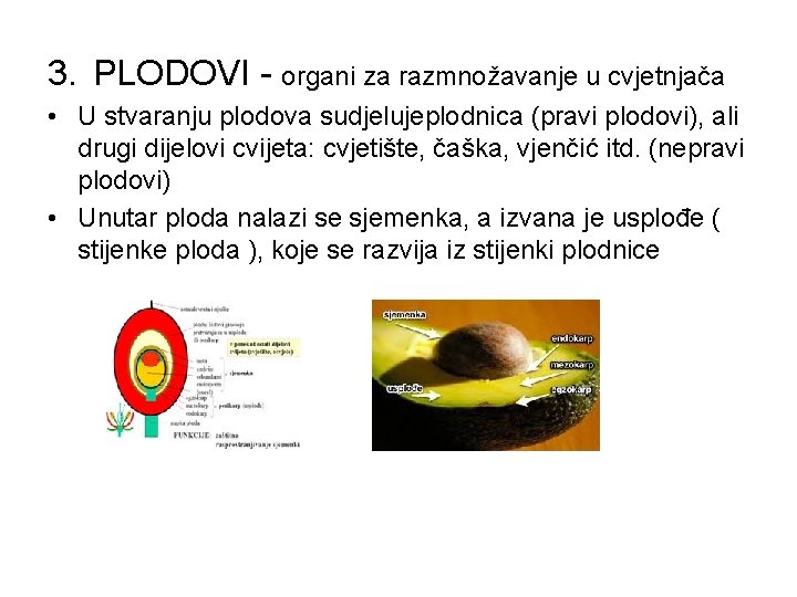3. PLODOVI - organi za razmnožavanje u cvjetnjača • U stvaranju plodova sudjelujeplodnica (pravi