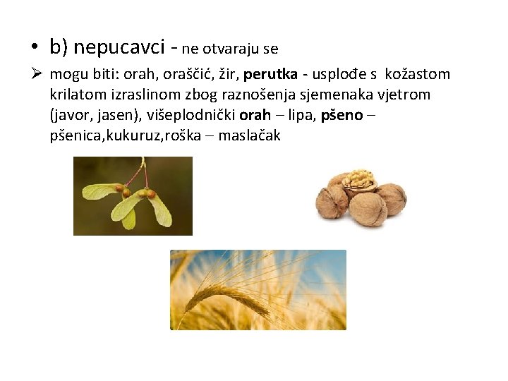  • b) nepucavci - ne otvaraju se Ø mogu biti: orah, oraščić, žir,