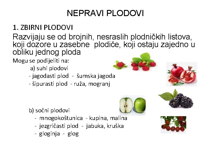 NEPRAVI PLODOVI 1. ZBIRNI PLODOVI Razvijaju se od brojnih, nesraslih plodničkih listova, koji dozore