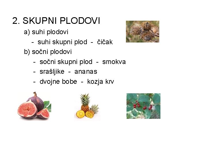 2. SKUPNI PLODOVI a) suhi plodovi - suhi skupni plod - čičak b) sočni