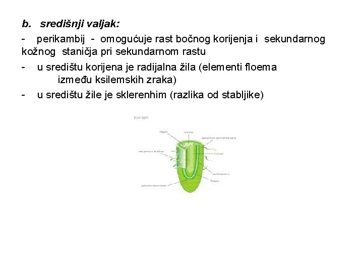 b. središnji valjak: - perikambij - omogućuje rast bočnog korijenja i sekundarnog kožnog staničja