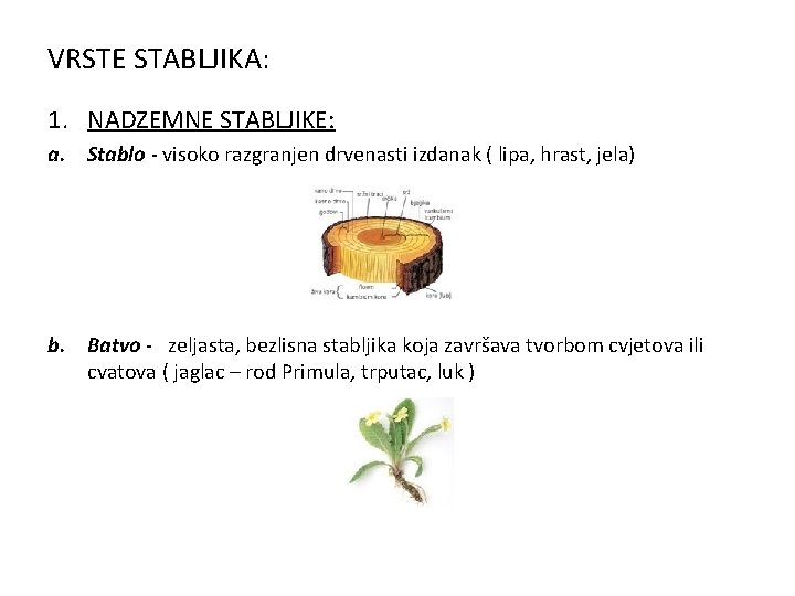 VRSTE STABLJIKA: 1. NADZEMNE STABLJIKE: a. Stablo - visoko razgranjen drvenasti izdanak ( lipa,