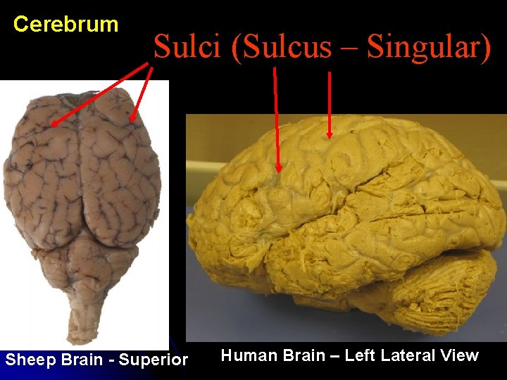 Cerebrum Sulci (Sulcus – Singular) Sheep Brain - Superior Human Brain – Left Lateral Cerebrum Sulci (Sulcus – Singular) Sheep Brain - Superior Human Brain – Left Lateral