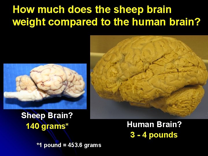 How much does the sheep brain weight compared to the human brain? Sheep Brain?