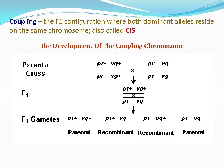 Coupling – the F 1 configuration where both dominant alleles reside on the same