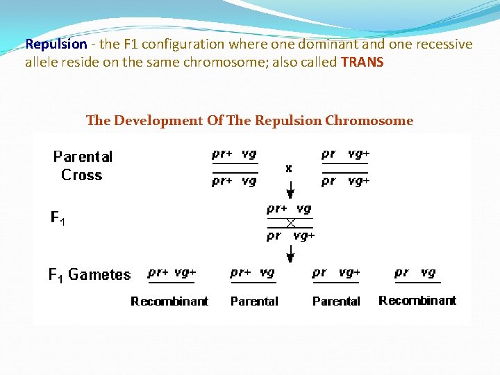 Repulsion - the F 1 configuration where one dominant and one recessive allele reside