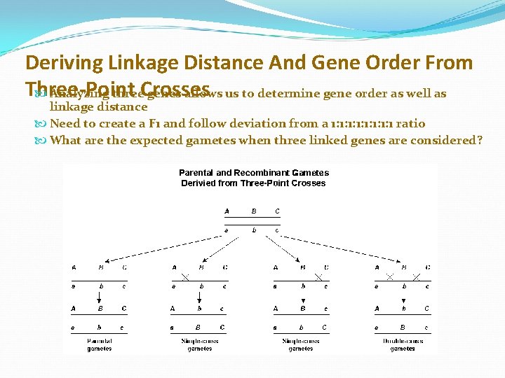Deriving Linkage Distance And Gene Order From Three-Point Crosses Analyzing three genes allows us