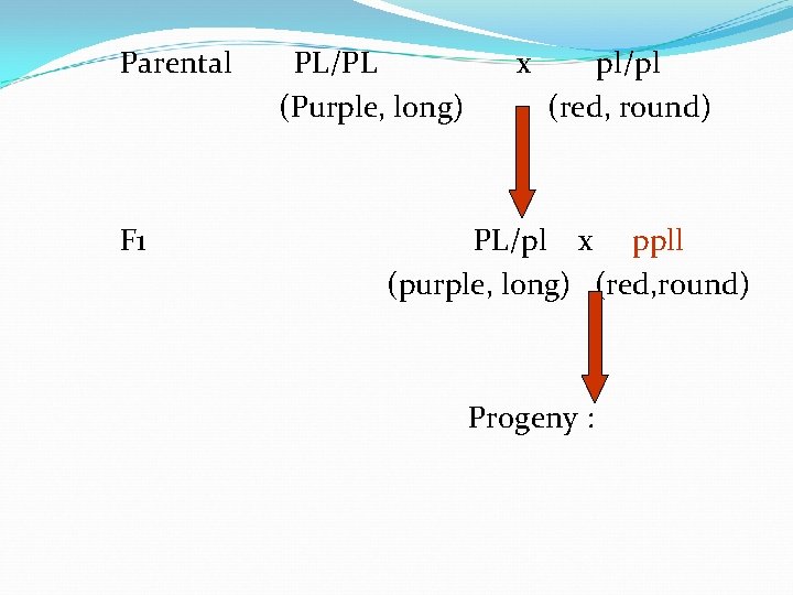 Parental F 1 PL/PL (Purple, long) x pl/pl (red, round) PL/pl x ppll (purple,