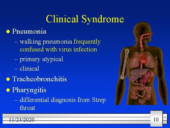 Clinical Syndrome l Pneumonia – walking pneumonia frequently confused with virus infection – primary