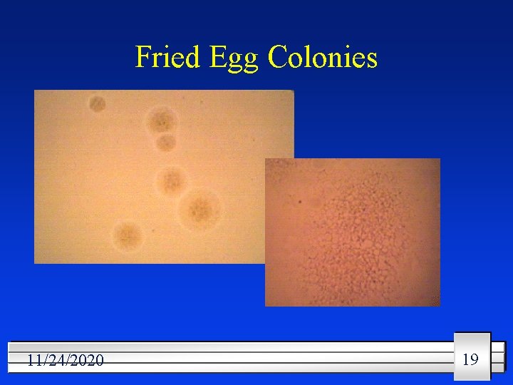 Fried Egg Colonies 11/24/2020 19 