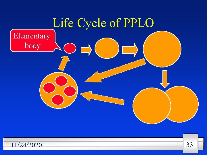 Life Cycle of PPLO Elementary body 11/24/2020 33 