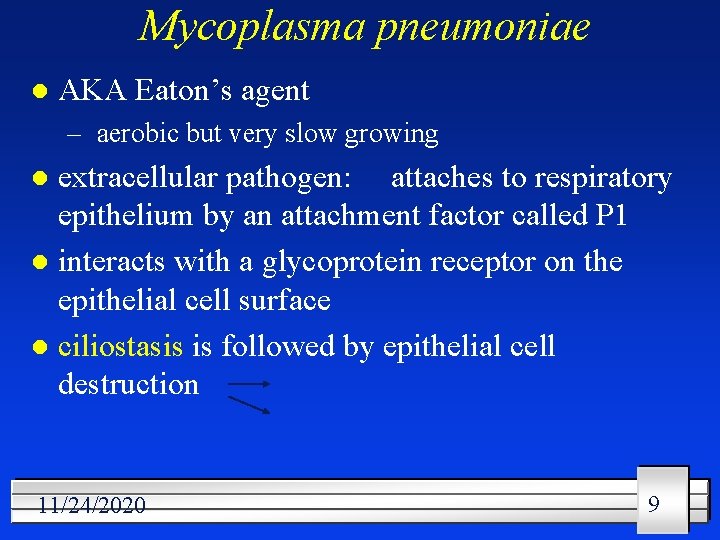 Mycoplasma pneumoniae l AKA Eaton’s agent – aerobic but very slow growing extracellular pathogen: