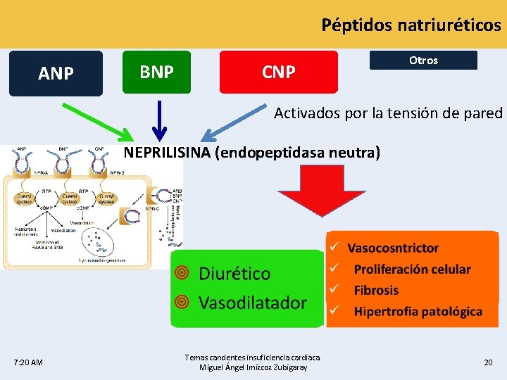 Péptidos natriuréticos ANP BNP CNP Otros Activados por la tensión de pared NEPRILISINA (endopeptidasa