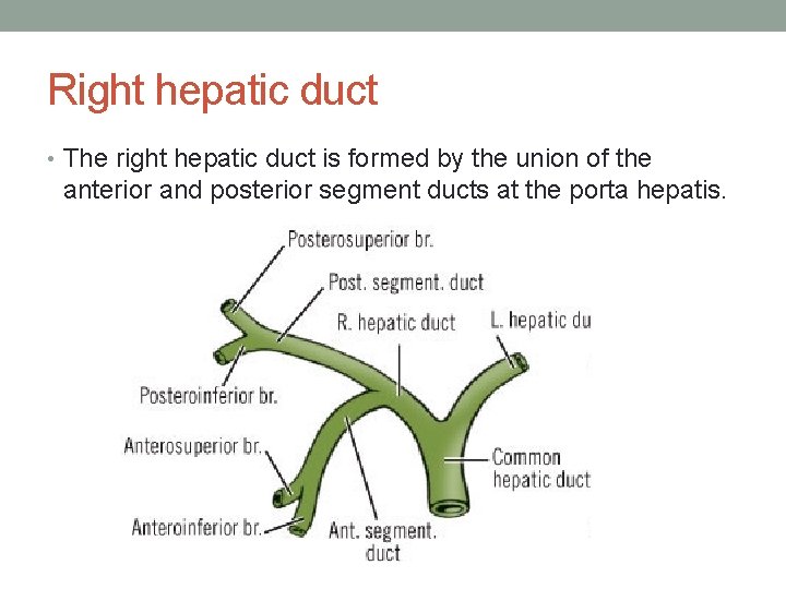 Right hepatic duct • The right hepatic duct is formed by the union of