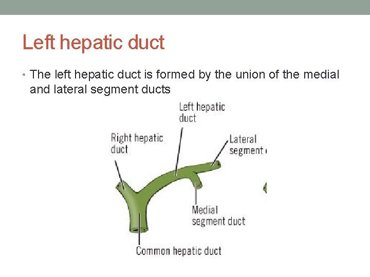 Left hepatic duct • The left hepatic duct is formed by the union of