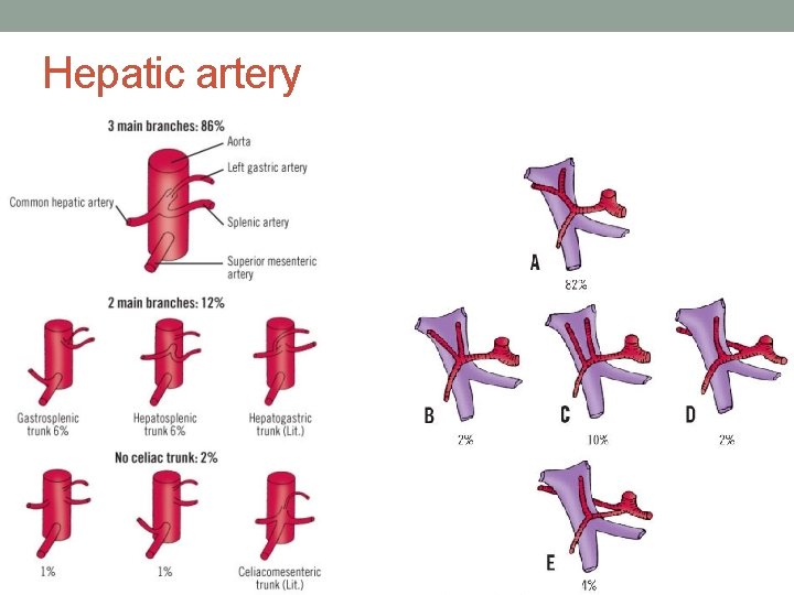 Hepatic artery Hepatic artery