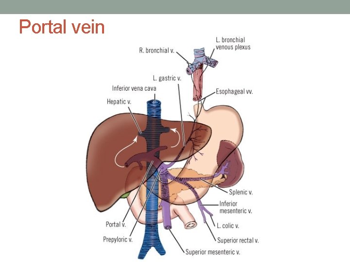 Portal vein Portal vein