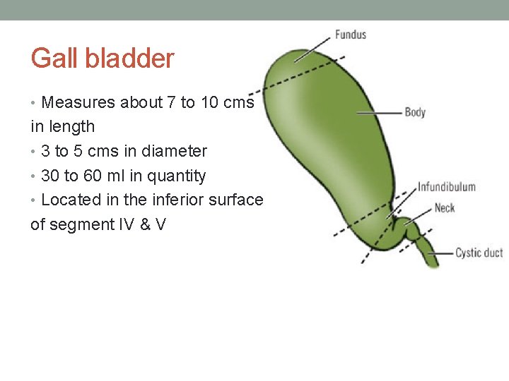 Gall bladder • Measures about 7 to 10 cms in length • 3 to