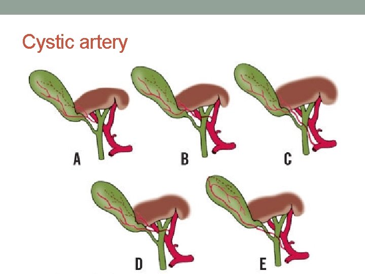Cystic artery 