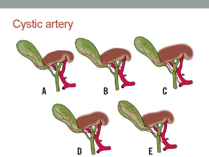Cystic artery Cystic artery