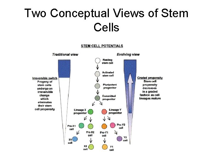 Two Conceptual Views of Stem Cells 