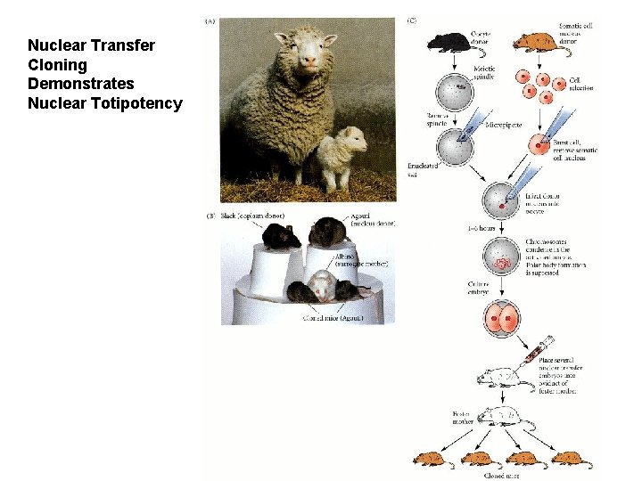 Nuclear Transfer Cloning Demonstrates Nuclear Totipotency 