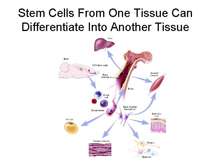 Stem Cells From One Tissue Can Differentiate Into Another Tissue 