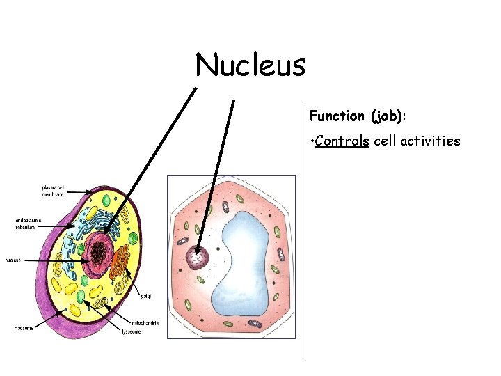 Nucleus Function (job): • Controls cell activities 