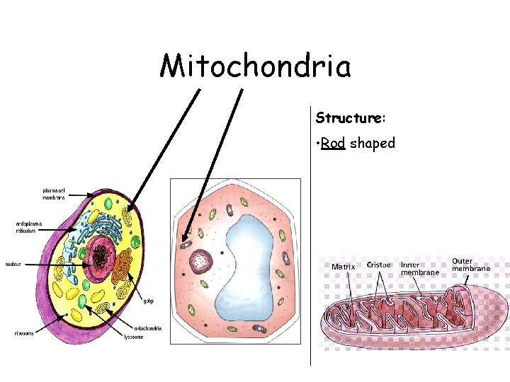 Mitochondria Structure: • Rod shaped 