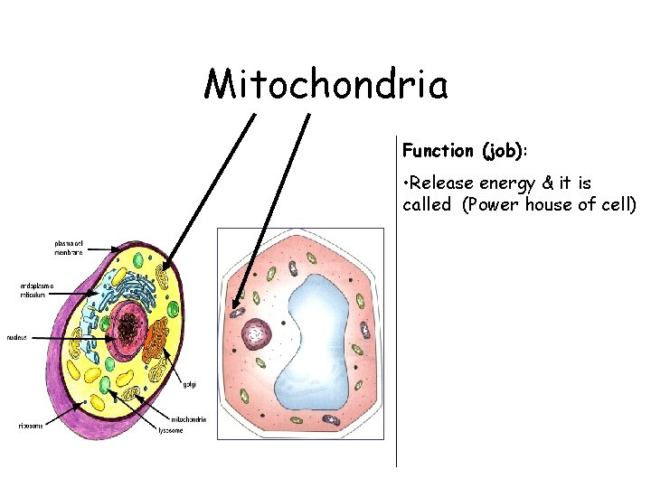 Mitochondria Function (job): • Release energy & it is called (Power house of cell)