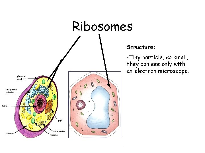 Ribosomes Structure: • Tiny particle, so small, they can see only with an electron