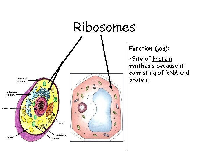 Ribosomes Function (job): • Site of Protein synthesis because it consisting of RNA and