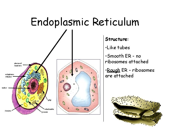 Endoplasmic Reticulum Structure: • Like tubes • Smooth ER - no ribosomes attached •