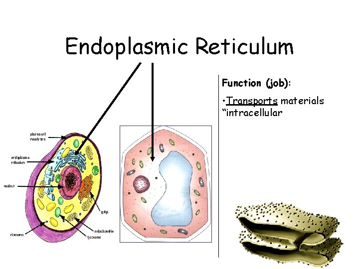 Endoplasmic Reticulum Function (job): • Transports materials “intracellular 